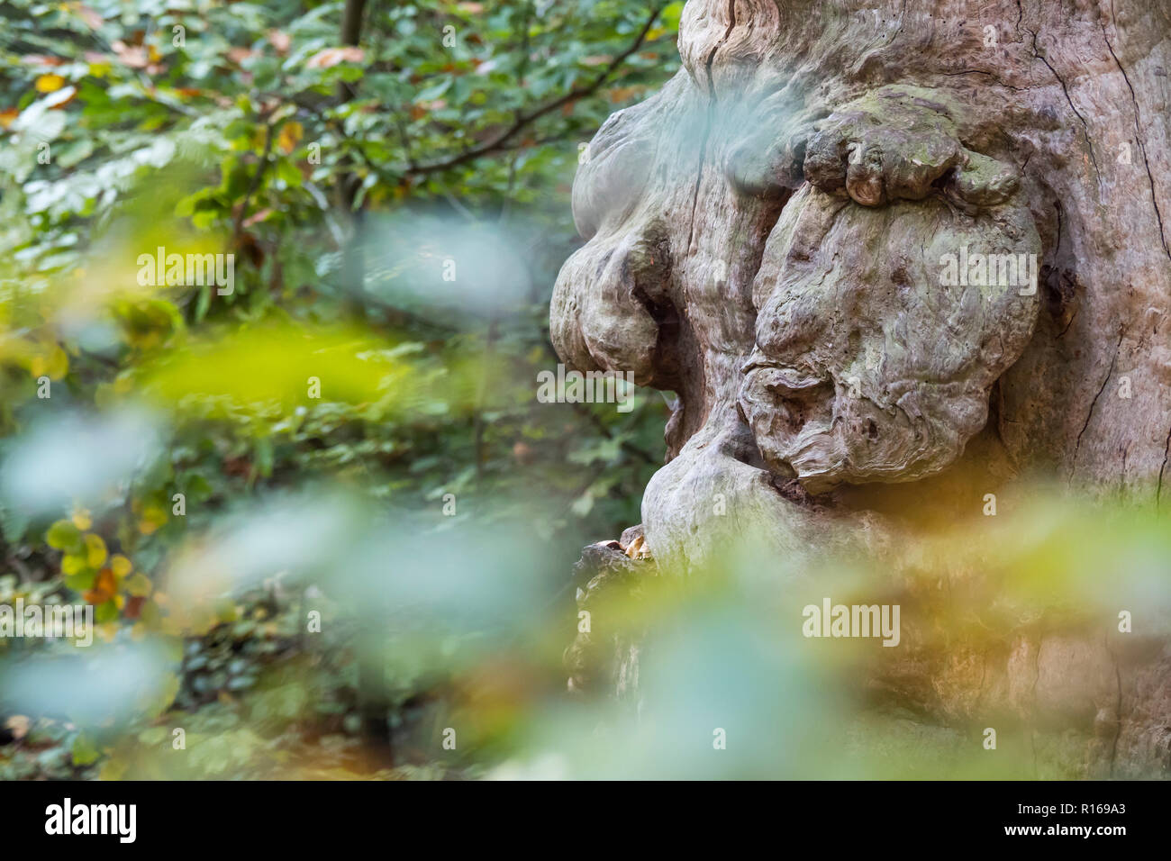 Baum Gesicht an eine 800 Jahre alte Buche (Fagus), Urwald Sababurg, Hessen, Deutschland Stockfoto