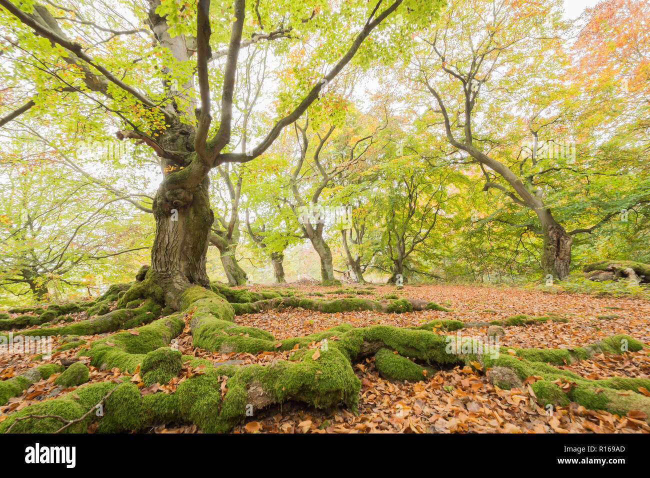 Alten Buchen (Fagus sylvatica) mit bemoosten Wurzeln, Holz weide Beeches, pastorale Wald Haloh, Hessen, Deutschland Stockfoto