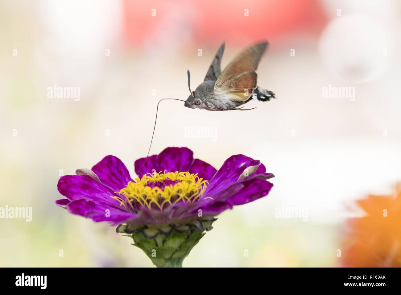 Hummingbird Hawk-moth (Macroglossum stellatarum), Ingest im Flug, an Zinnia Blossom (Zinnia elegans), Hessen, Deutschland Stockfoto
