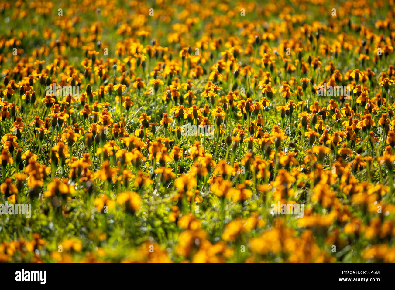 Floral background mit hellen orange tagetes Blumen close up Stockfoto