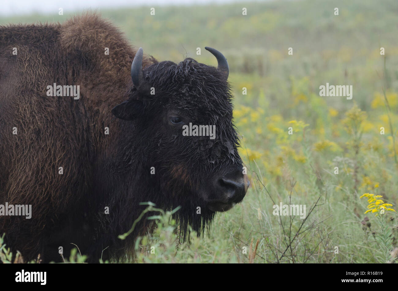 Amerikanischer bison Bison bison, im Regen auf einem Oklahoma Tallgrass Prairie Stockfoto