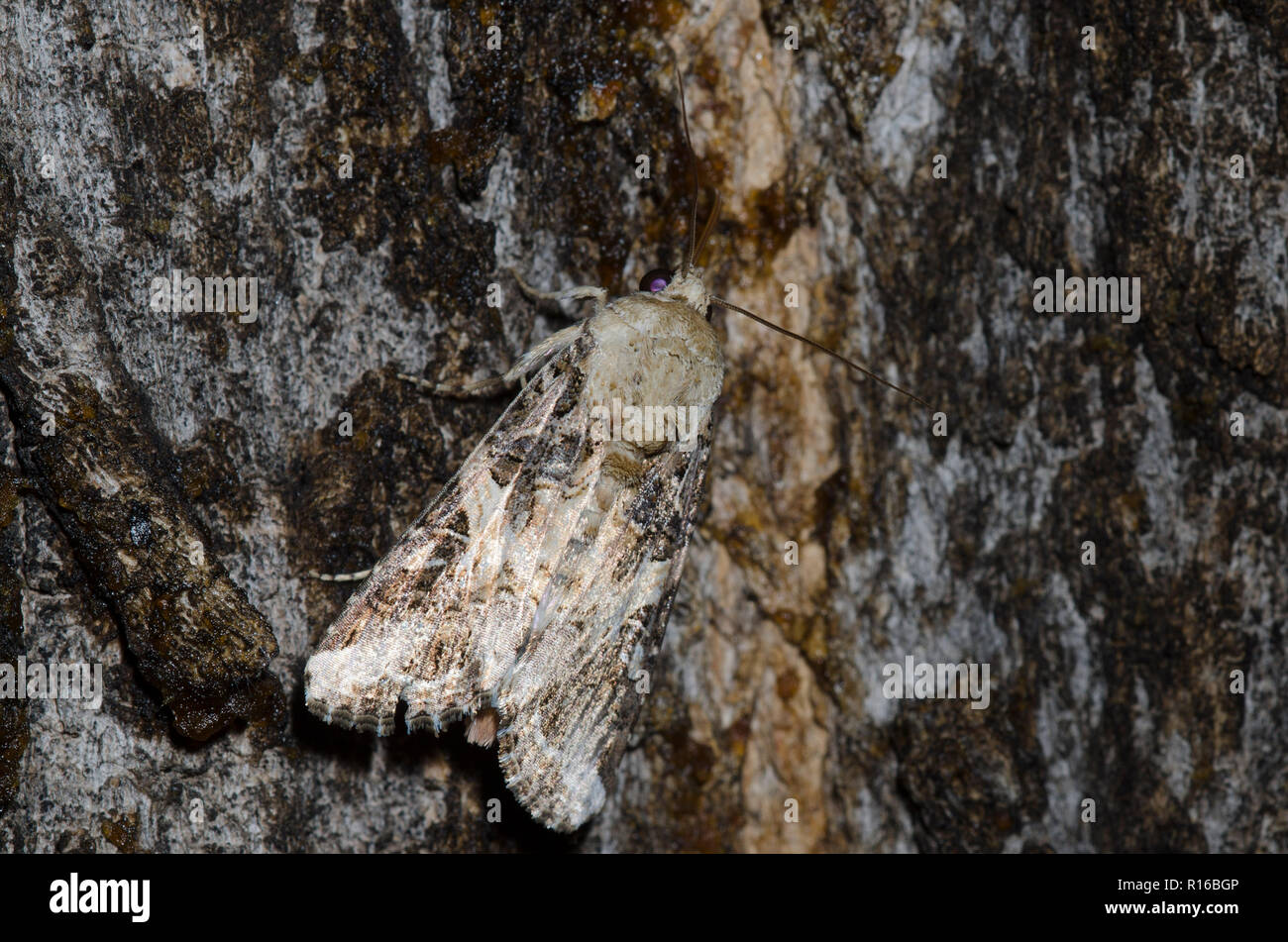 Gelb-gestreift Armyworm Motte, Spodoptera ornithogalli, Weiblich Stockfoto