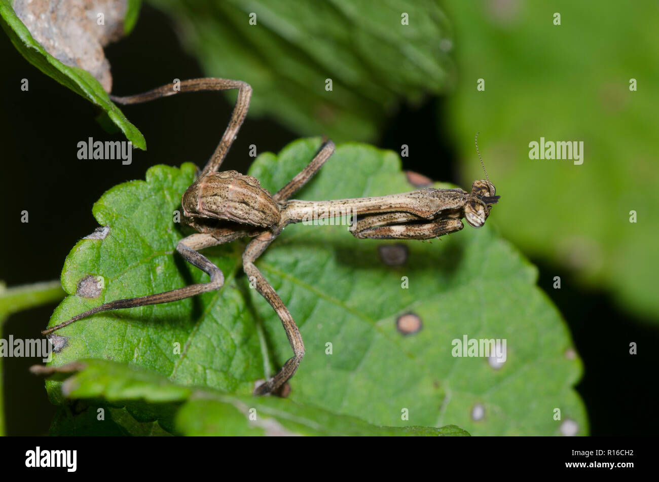 Texas Einhorn Mantis, Phyllovates chlorophaea, Nymphe Stockfoto