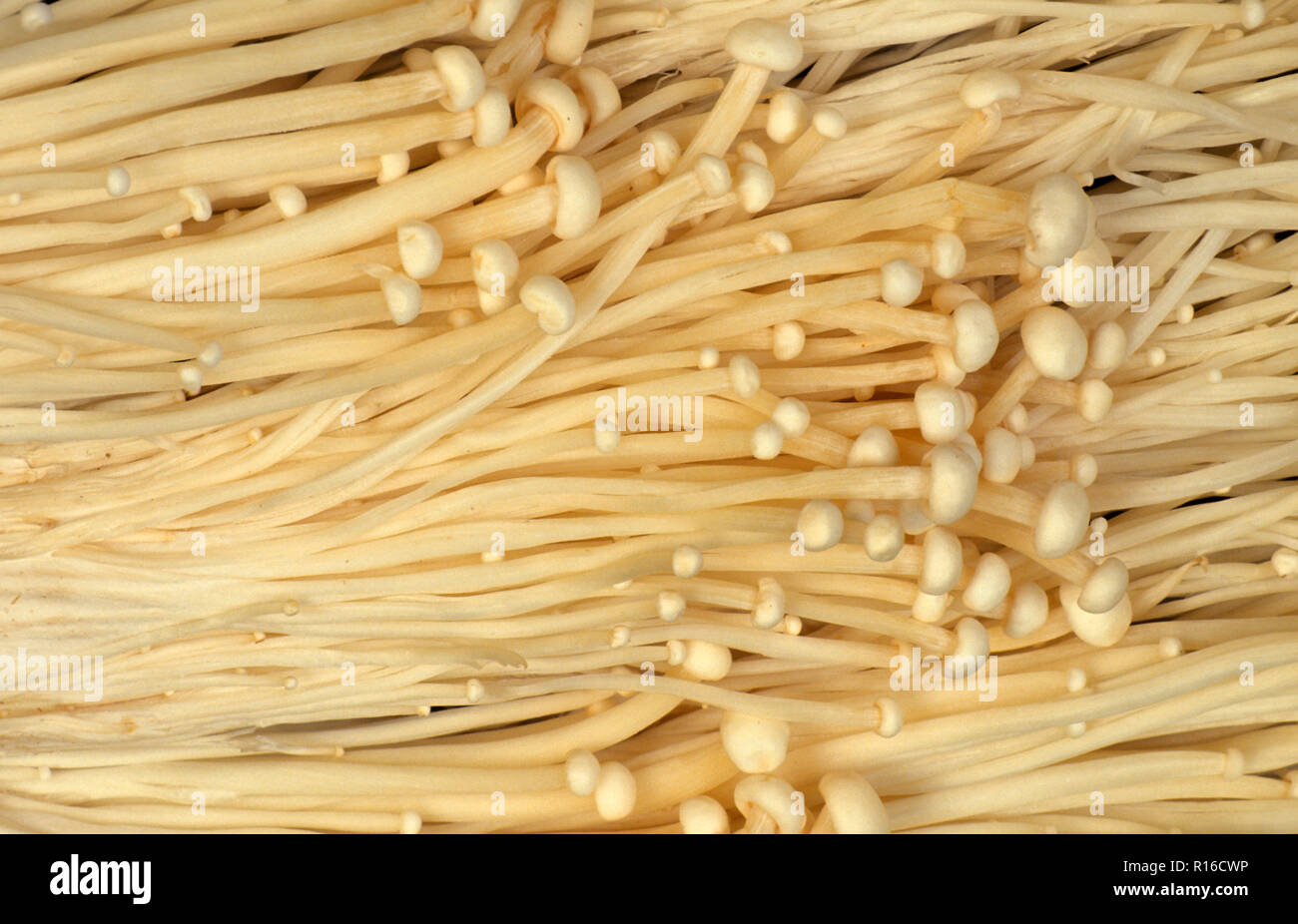 Kultiviert FLAMMULINA VELUPTIPES PILZE (auch bekannt als ENOKI, ENOKITAKE, ENOKIDAKE, Winter Pilz, samt Fuß) Stockfoto