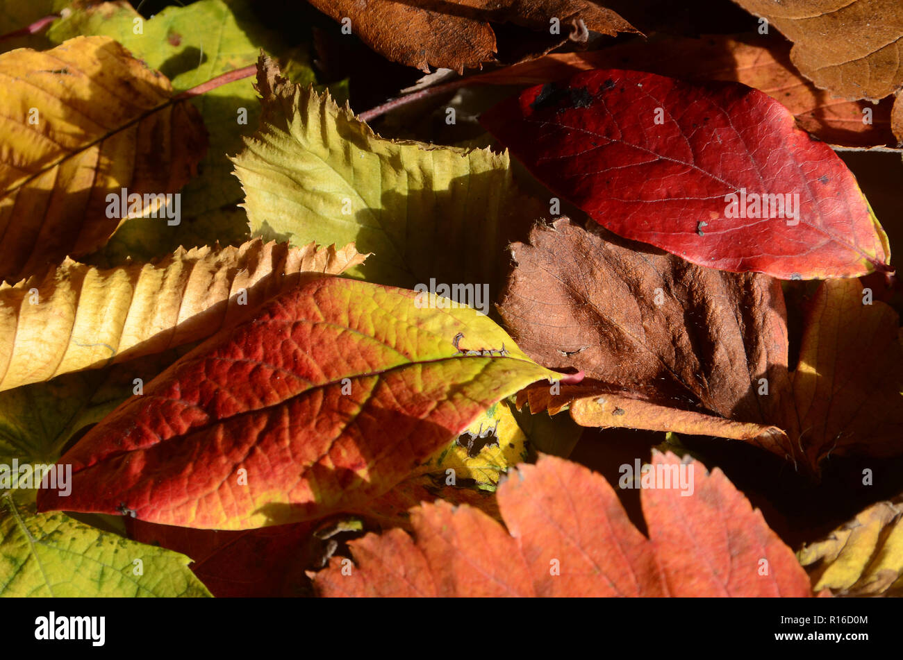 Blätter verschiedener Bäume in warmen Farben des Herbstes. Stockfoto