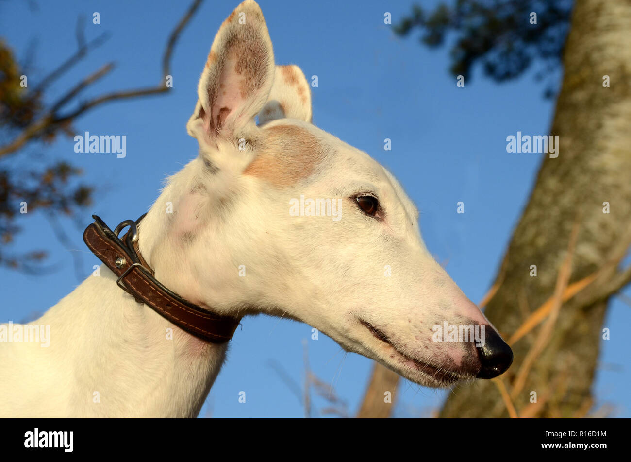 Angesichts der älteren weißen podenco Hund im Herbst - farbige Umwelten. Stockfoto