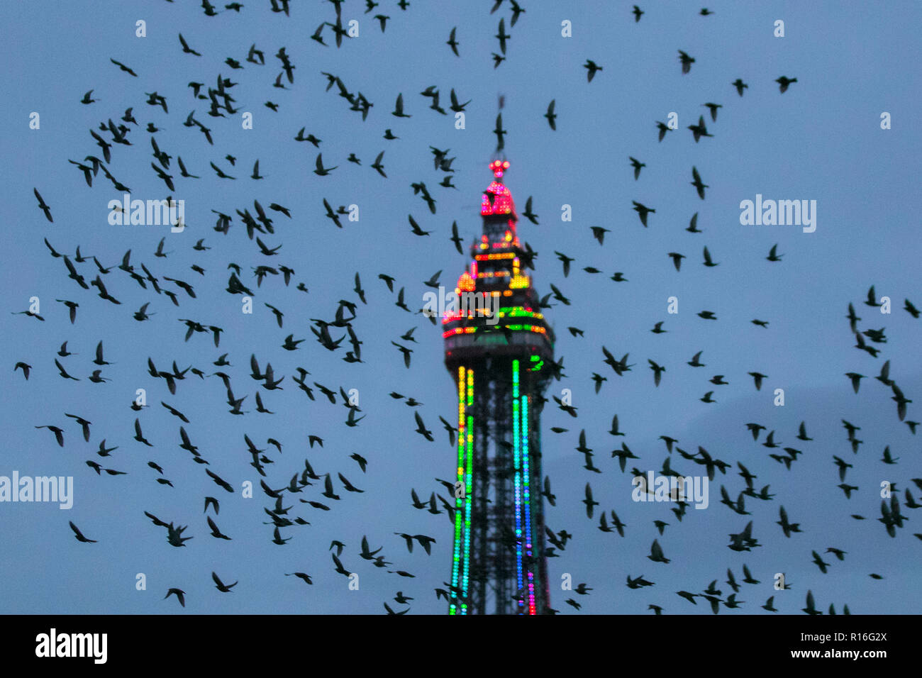 Blackpool, Lancashire, UK. 9 Nov, 2018. "Safety in numbers" den Himmel verdunkeln über Blackpool als Zehntausende von Staren Schwarm über der North Pier. Geschätzte 20.000 roosting Vögel swoop und positionieren Sie den besten Spot zu wählen die kalte Stürmische Winde an der Fylde Coast zu überleben; als der letzte Tanz vor Bett beschrieben, der Grund für den Sturzflug, Verdrehen und twirling bleibt weitgehend ein Rätsel. Credit: MediaWorldImages/Alamy leben Nachrichten Stockfoto