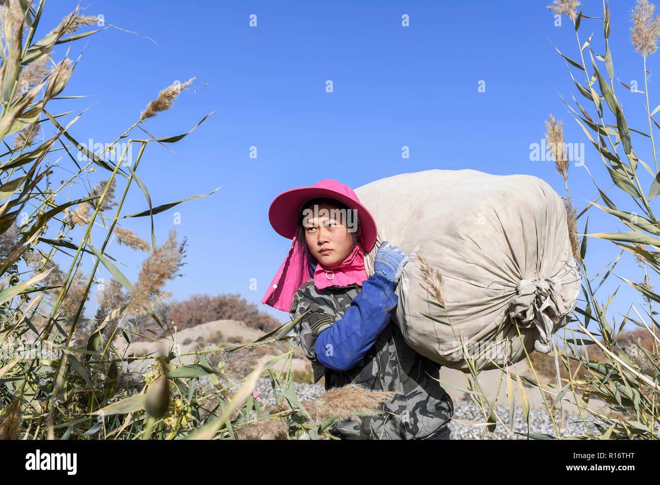 (181110) - - Urumqi, November 10, 2018 (Xinhua) - Wang Dengxing, Chen xibo's Frau, arbeitet in einem Baumwollfeld in Dolatbag Stadt Bachu County im Nordwesten Chinas Autonome Region Xinjiang Uygur, Okt. 23, 2018. Chen Xibo, 30, gebürtiger Zhaotong County aus dem Südwesten Chinas Provinz Yunnan, zusammen mit 4 anderen Familienmitgliedern, begann die diesjährige Saison Expedition in die Baumwolle reiche Region zu helfen, die Ernte die Ernte vor zwei Monaten. Ein erfahrener Arbeiter, Chen erwartet mindestens die Hälfte der insgesamt in diesem Jahr das Ergebnis nach 3 Monaten harter Arbeit Baumwolle hier sammeln. Ein Tag beginnt nach einem Schlaf bei einem Freund die hom Stockfoto