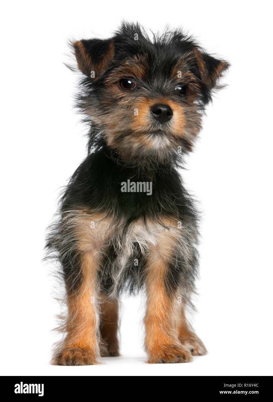 Yorkshire Terrier Welpe, 3 Monate alt, vor weißem Hintergrund Stockfoto