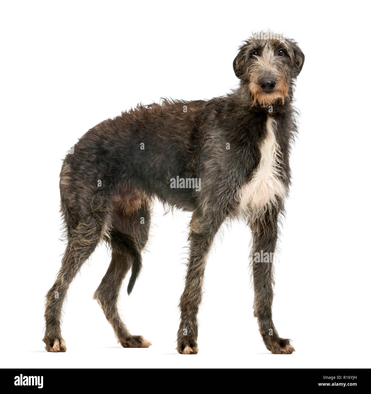 Scottish Deerhound in die Kamera schaut, isoliert auf weißem Stockfoto