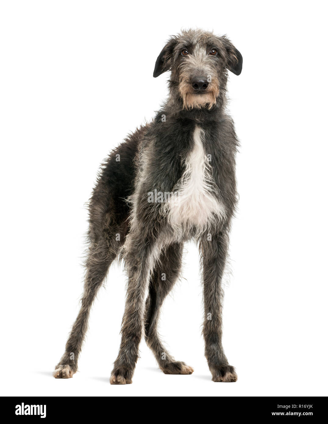 Scottish Deerhound in die Kamera schaut, isoliert auf weißem Stockfoto