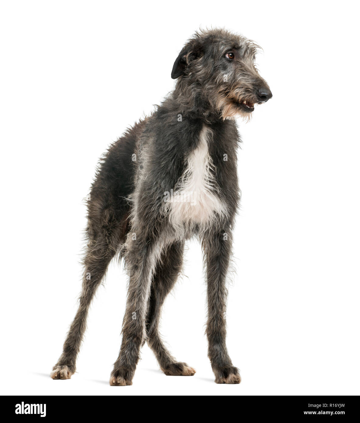 Scottish Deerhound suchen Recht, isoliert auf weißem Stockfoto