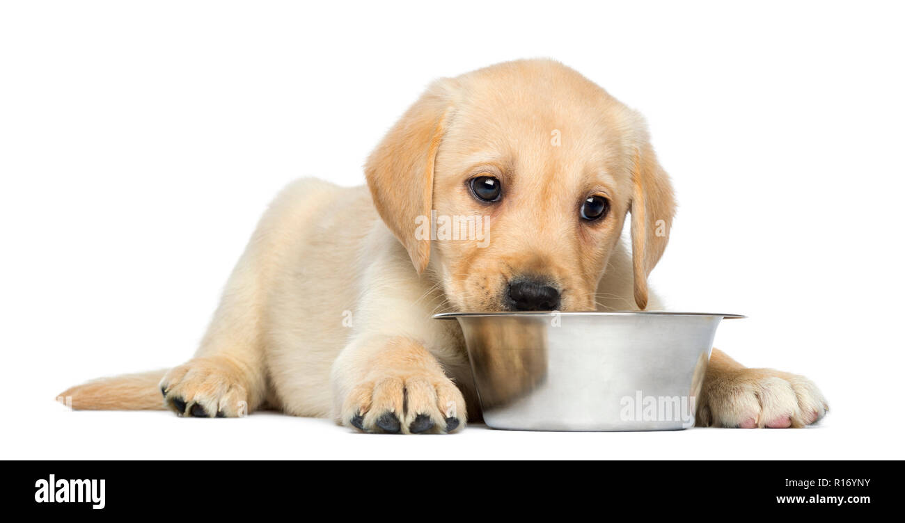 Labrador Weimaraner Mix Welpen Google Search Hunde Welpen Hundewelpen Welpen