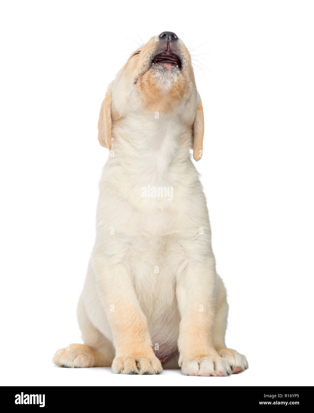 Expressive Labrador Welpe, sitzend isoliert auf weißem Stockfoto