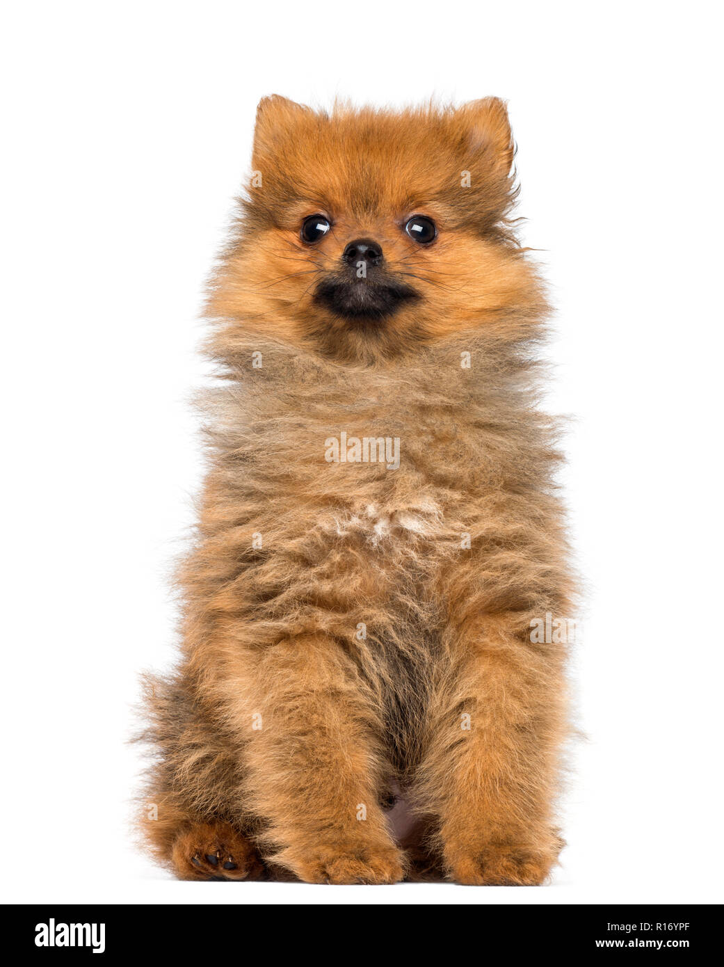 Pomeranian Welpe, 2 Monate alt, sitzt, weiß, isoliert Stockfoto