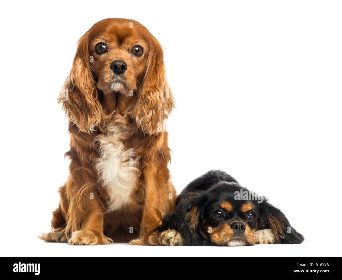 Zwei Cavalier King Charles Spaniel Sitzen und Liegen, isoliert auf weißem Stockfoto