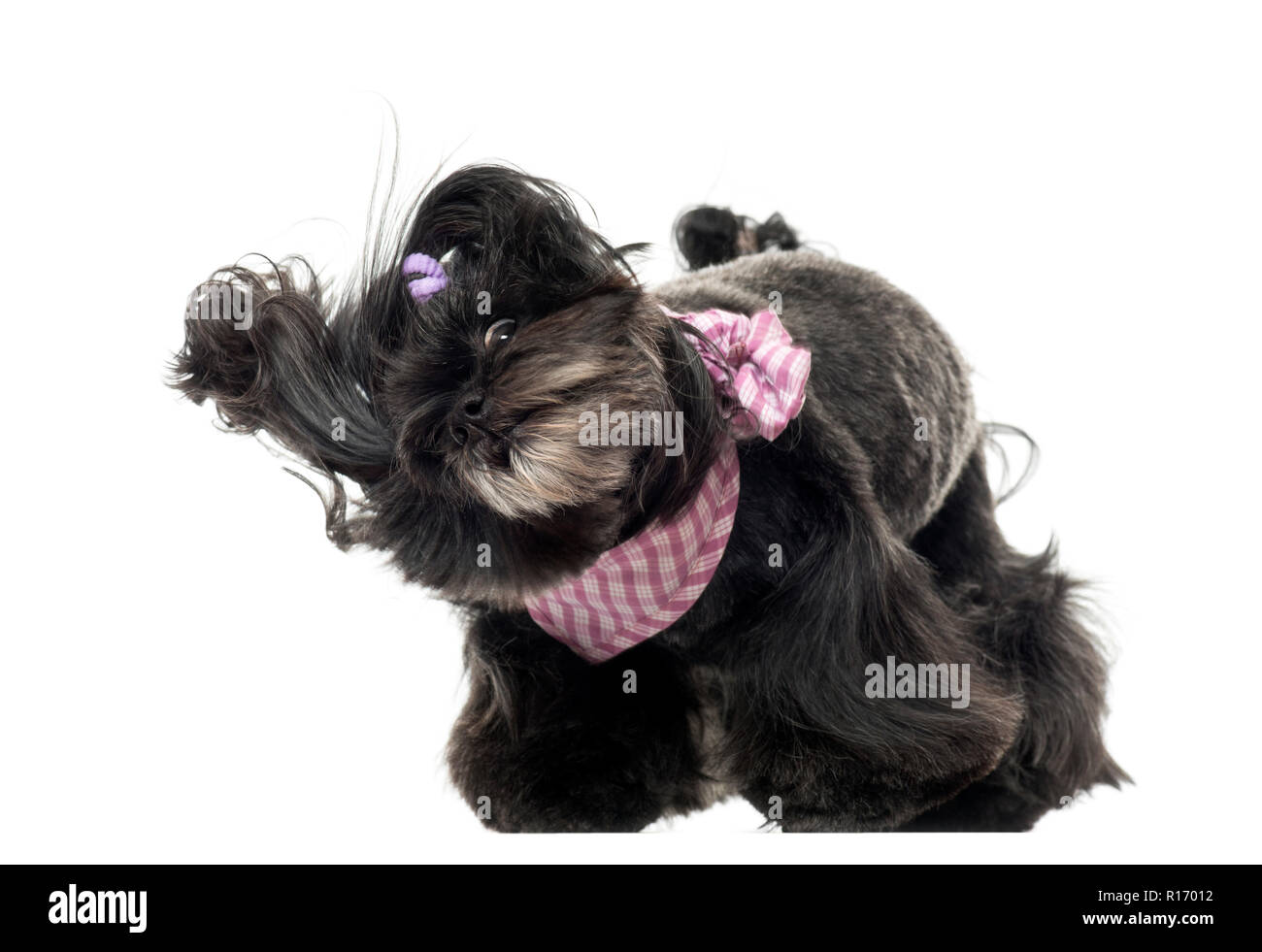 Lhassa apso stehend, im Wind, auf weissem isoliert Stockfoto