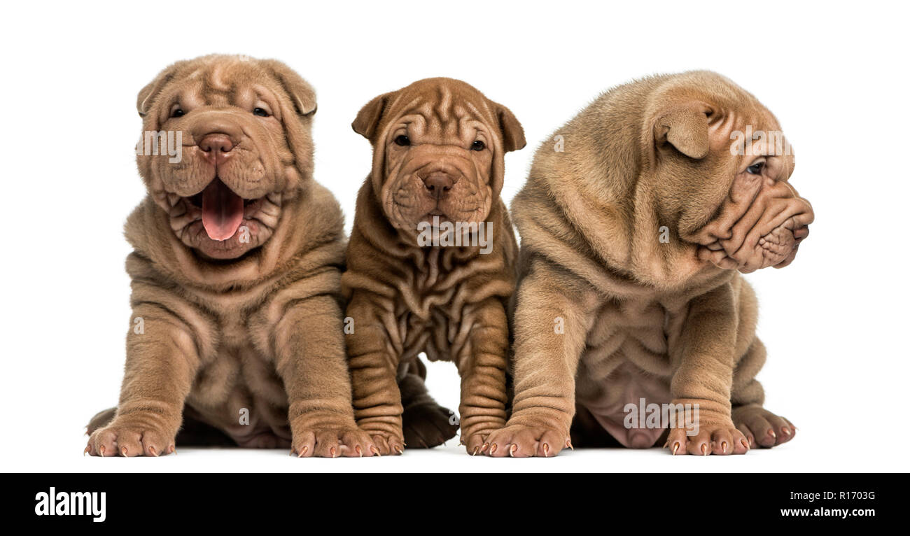 Vorderansicht des Shar Pei Welpen in einer Reihe sitzen, isoliert auf weißem Stockfoto