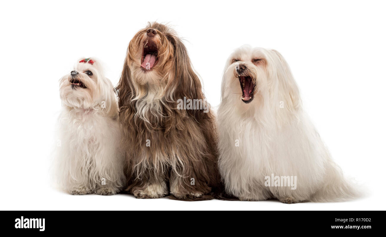 Gruppe der Malteser Hunde, Gähnen, in einer Reihe sitzen, auf weissem isoliert Stockfoto