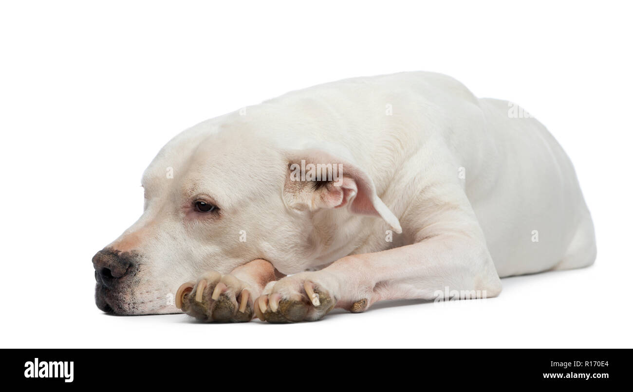 Dogo Argentino Lügen und Wegsehen Stockfoto