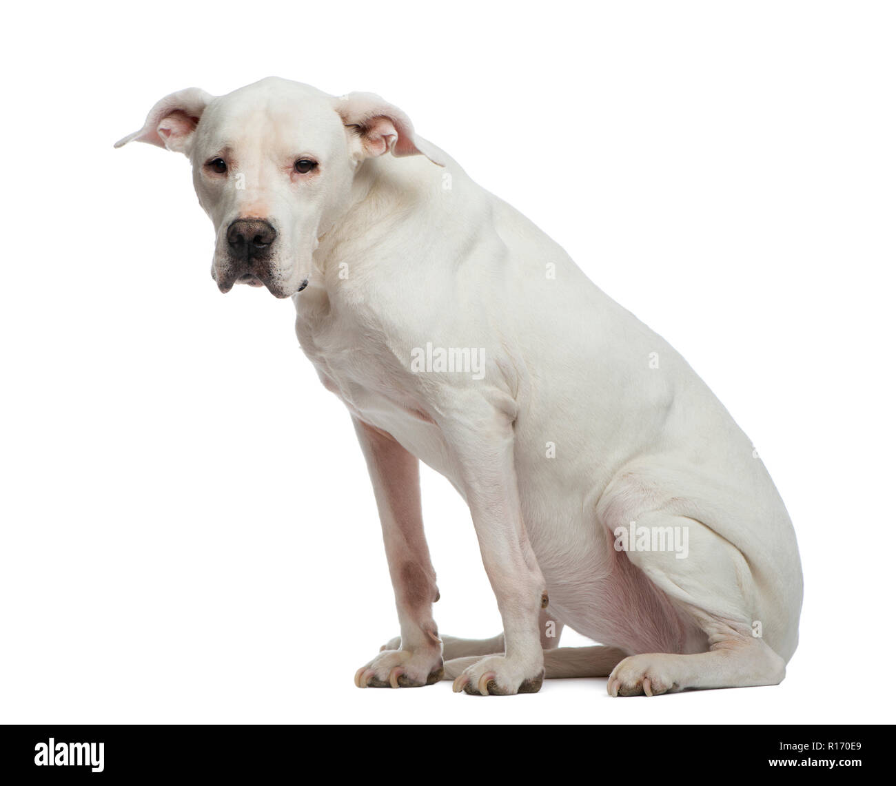 Depressive Dogo Argentino (sitzend und Wegsehen Stockfoto
