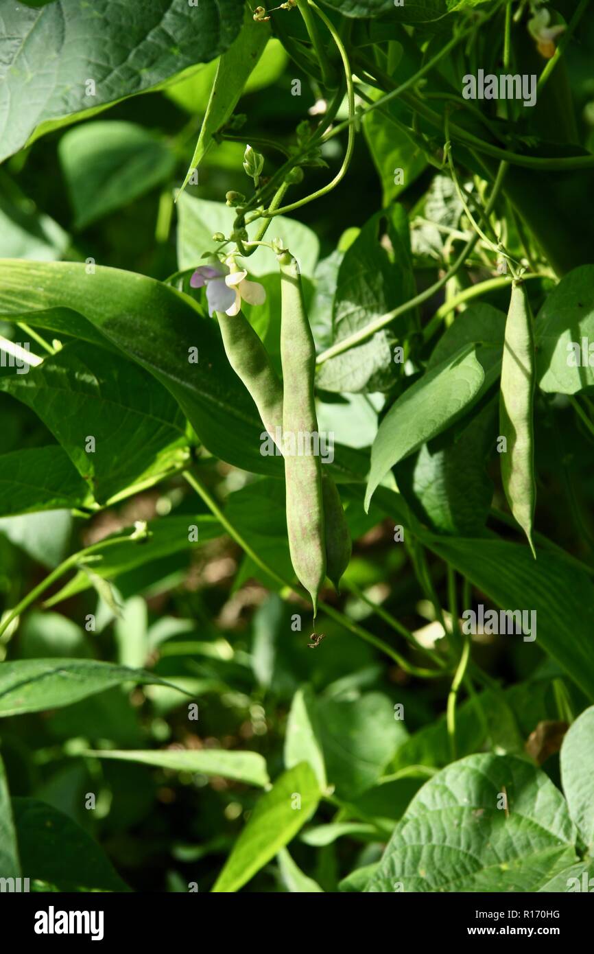 Borlotti Bohnen wachsen oben eine Maispflanze in Garten. Stockfoto