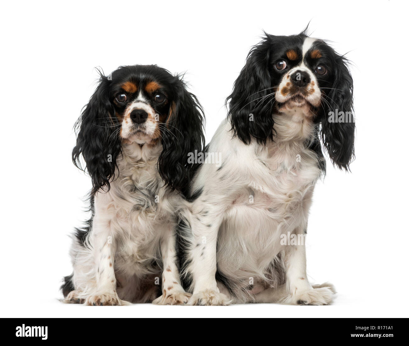 Zwei Cavalier King Charles Spaniels Stockfoto