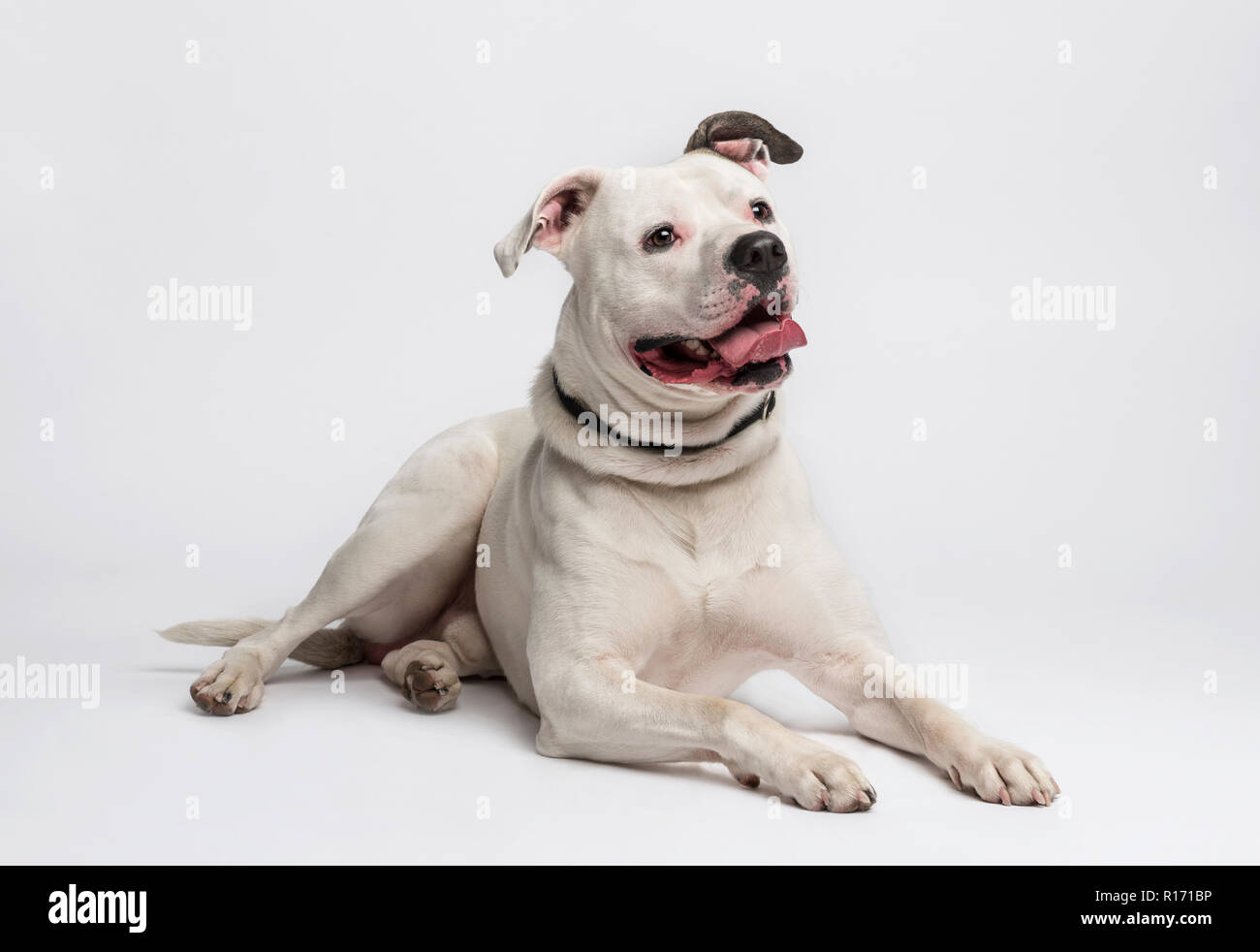 American Bulldog (20 Monate alt) Stockfoto