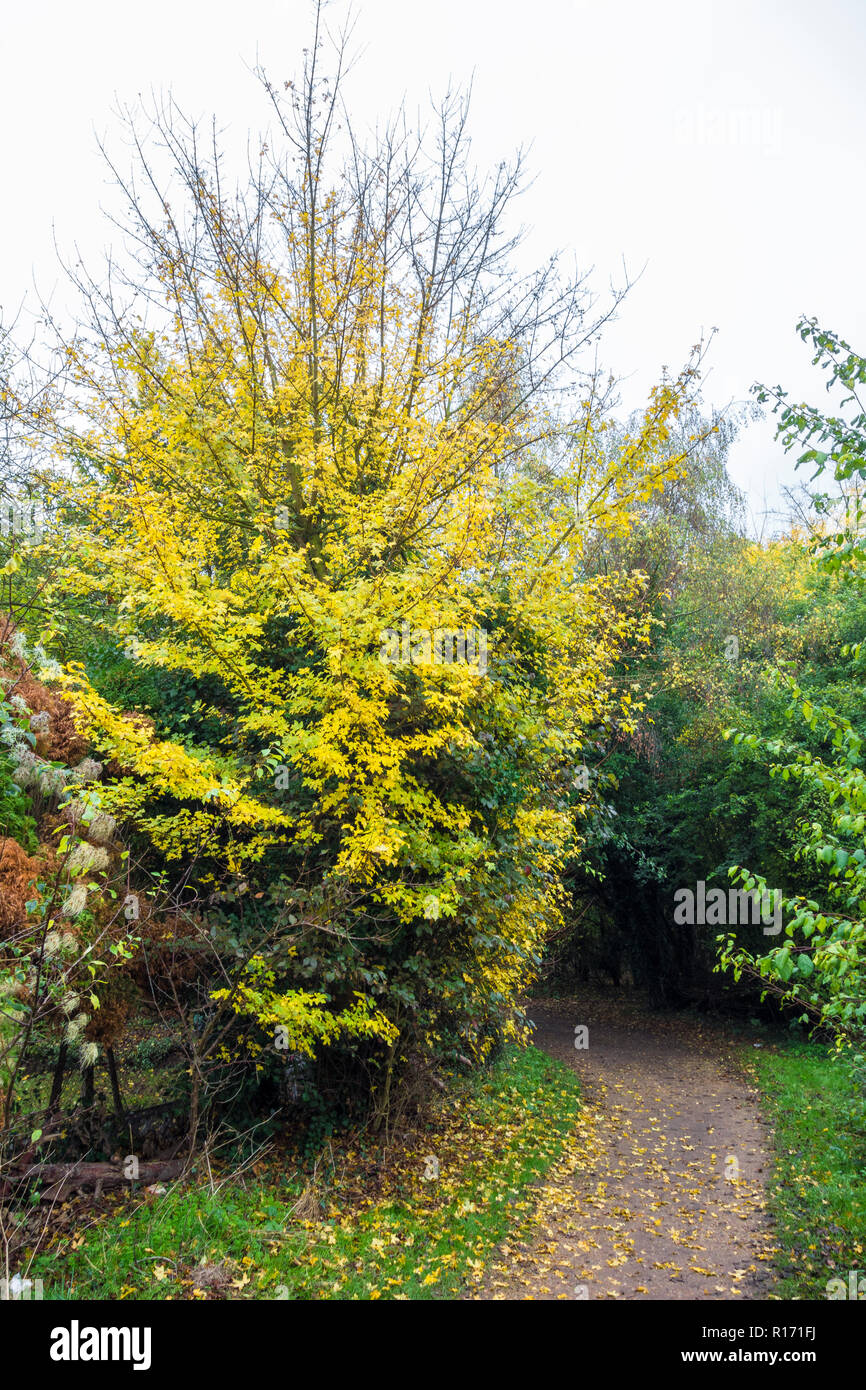 Bergahorn Acer pseudoplatanus im Herbst Stockfoto