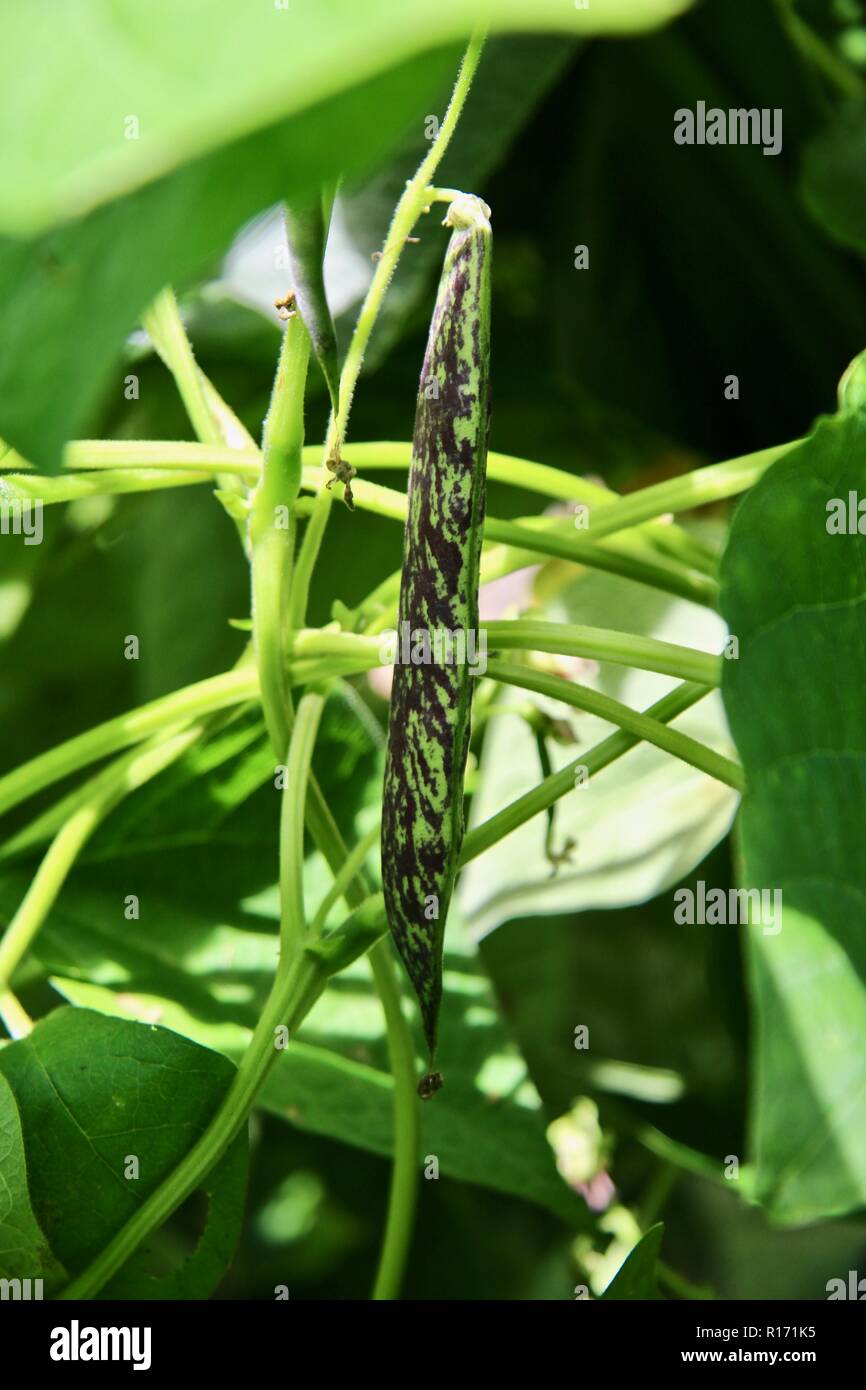 Schönen lila gestreift Borlotti Bohnen pod Aufwachsen eine maispflanze Stockfoto