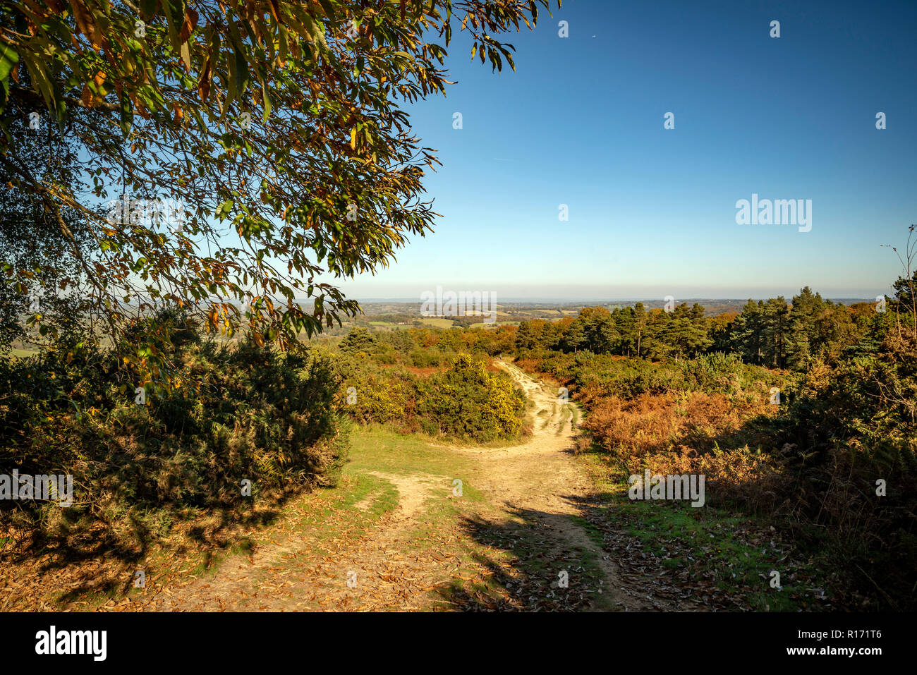 Die Aussicht von Kiemen Runde in Ashdown Forest, East Sussex, Großbritannien Stockfoto