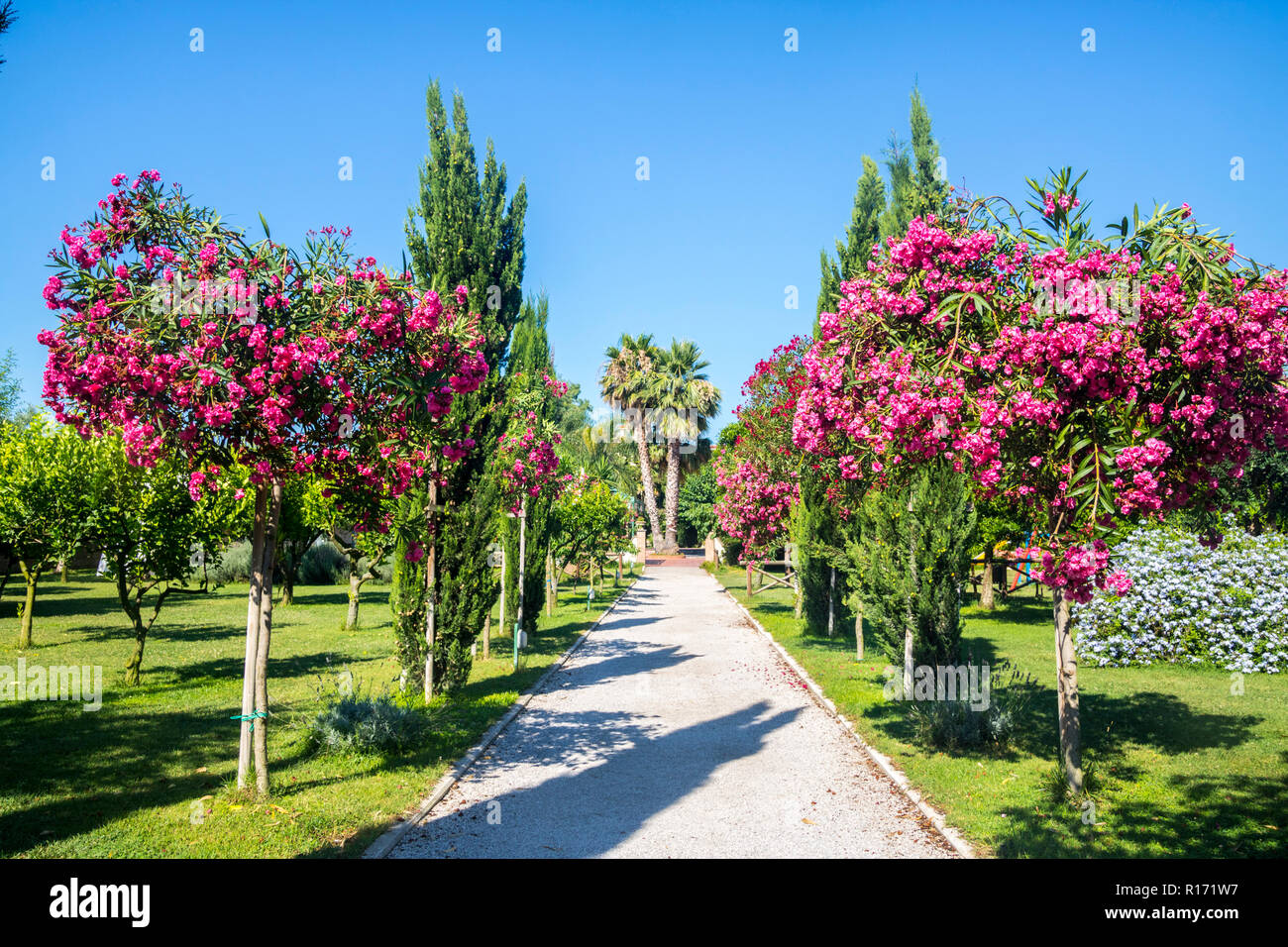 Beliebte italienische Kirsch-pink Baum, Nerium oleander Pompeji Italien,  üppigen Sommer Konzept, helle Farben der Natur Konzept, Vermietungen, Bäume  pflanzen, ICH Stockfotografie - Alamy