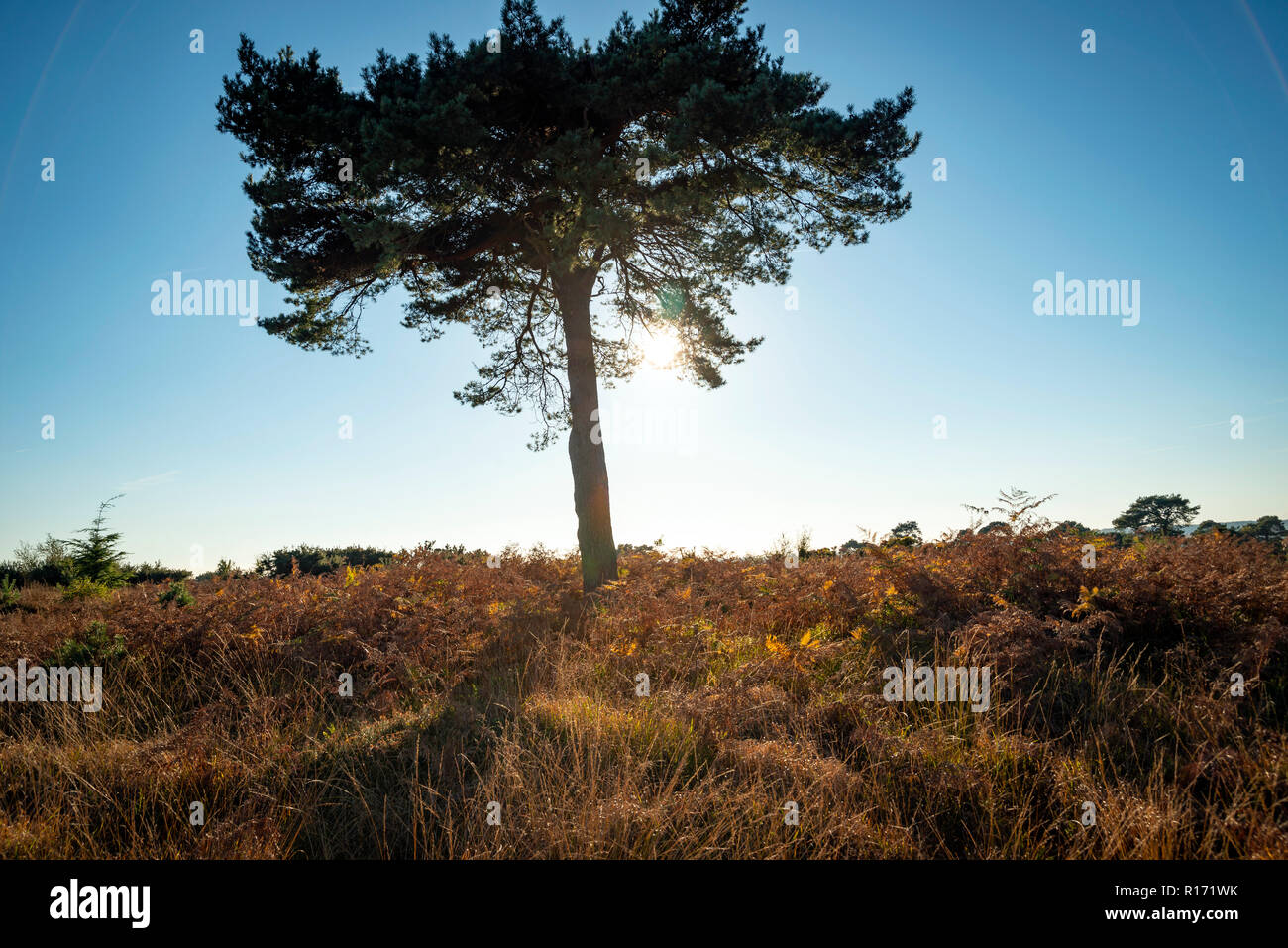 Sonnenlicht durch einen Baum im Ashdown Forest, East Sussex, Großbritannien Stockfoto