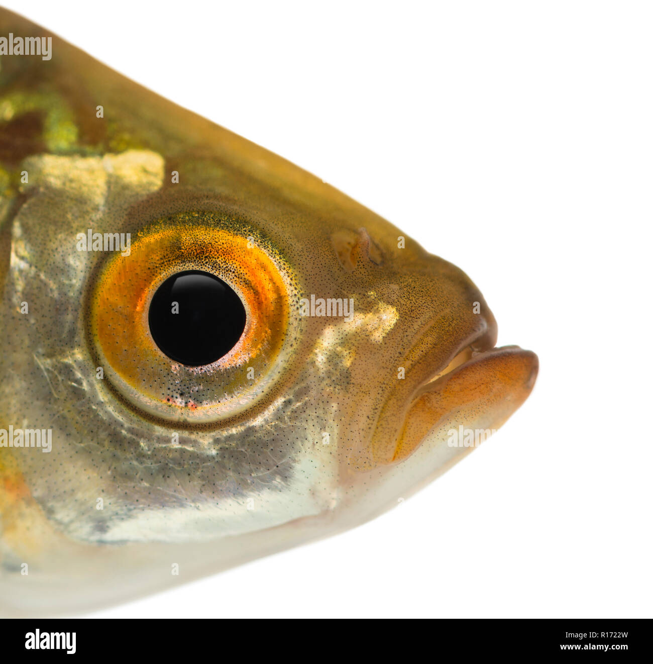 Close-up ist eine gemeinsame, Rutilus rutilus roach Kopf, isoliert auf weißem Stockfoto