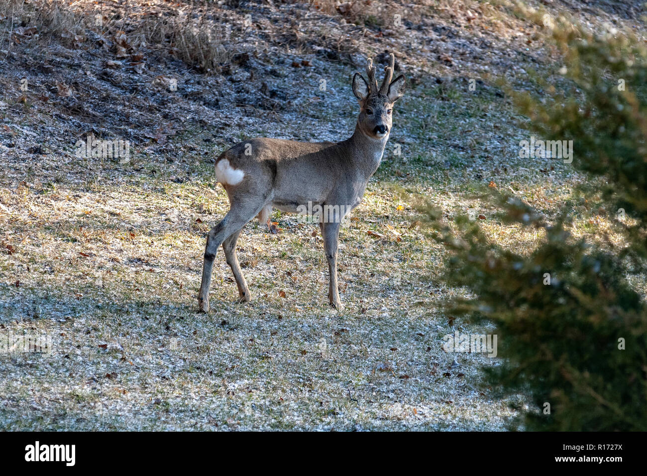 Rehe Capreolus Europa Polen Stockfoto Bild 224504894 - 