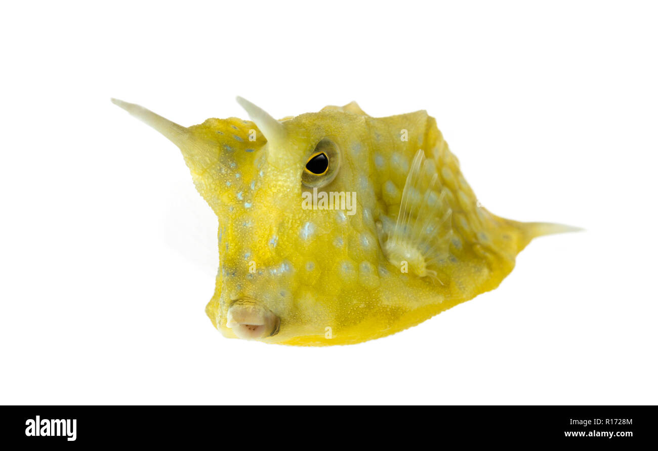 Longhorn cowfish, Lactoria cornuta, isoliert auf weißem Stockfoto