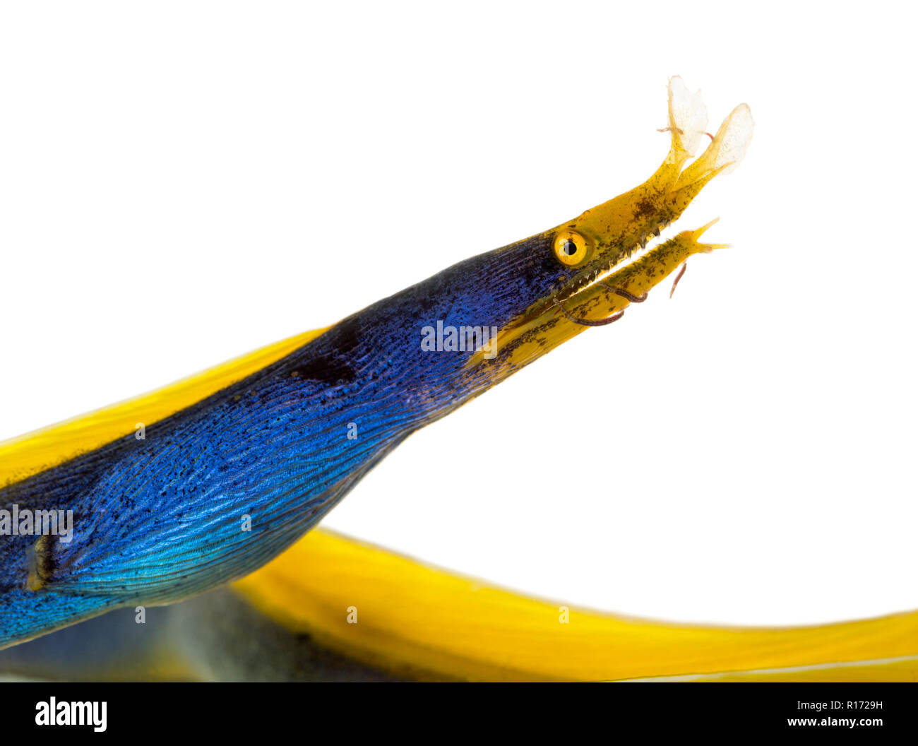 Close-up Profil von einem Band Aal, Rhinomuraena quaesita, auf weissem isoliert Stockfoto