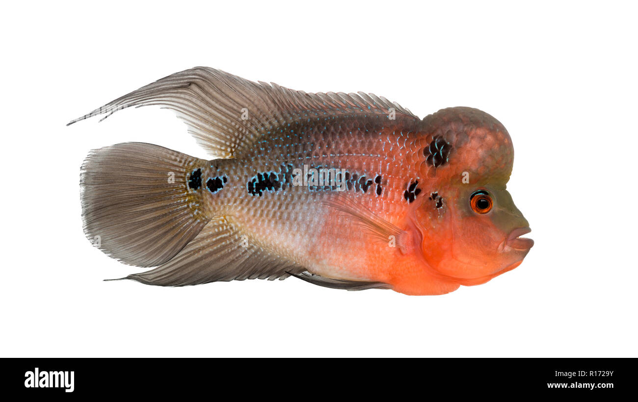 Seitliche Sicht auf eine lebende Legende, Flowerhorn Cichliden, isoliert auf weißem Stockfoto