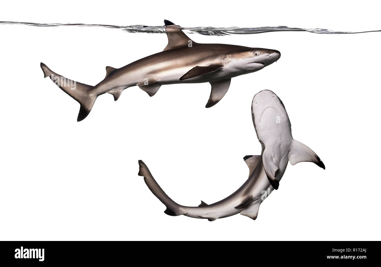 Schwarzspitzen Riffhai gesehen von unten, Carcharhinus melanopterus, isoliert auf weißem Stockfoto