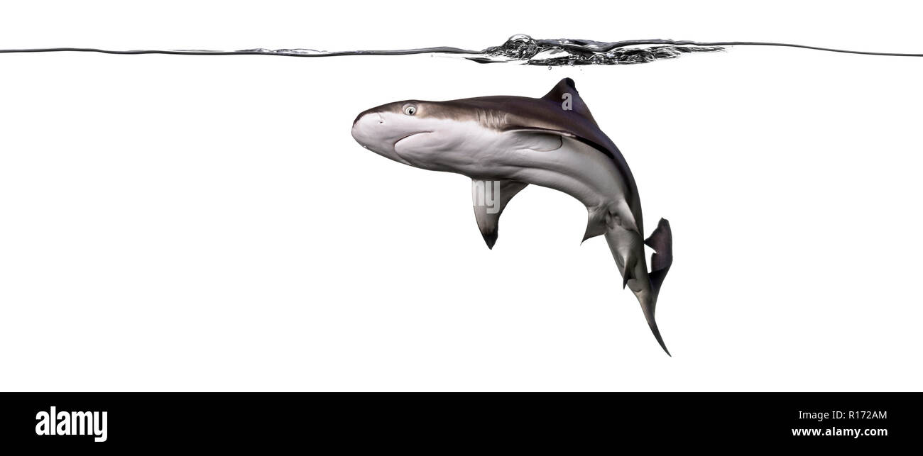 Schwarzspitzen Riffhai Schwimmen unter Wasser von unten gesehen, Carcharhinus melanopterus, isoliert auf weißem Stockfoto