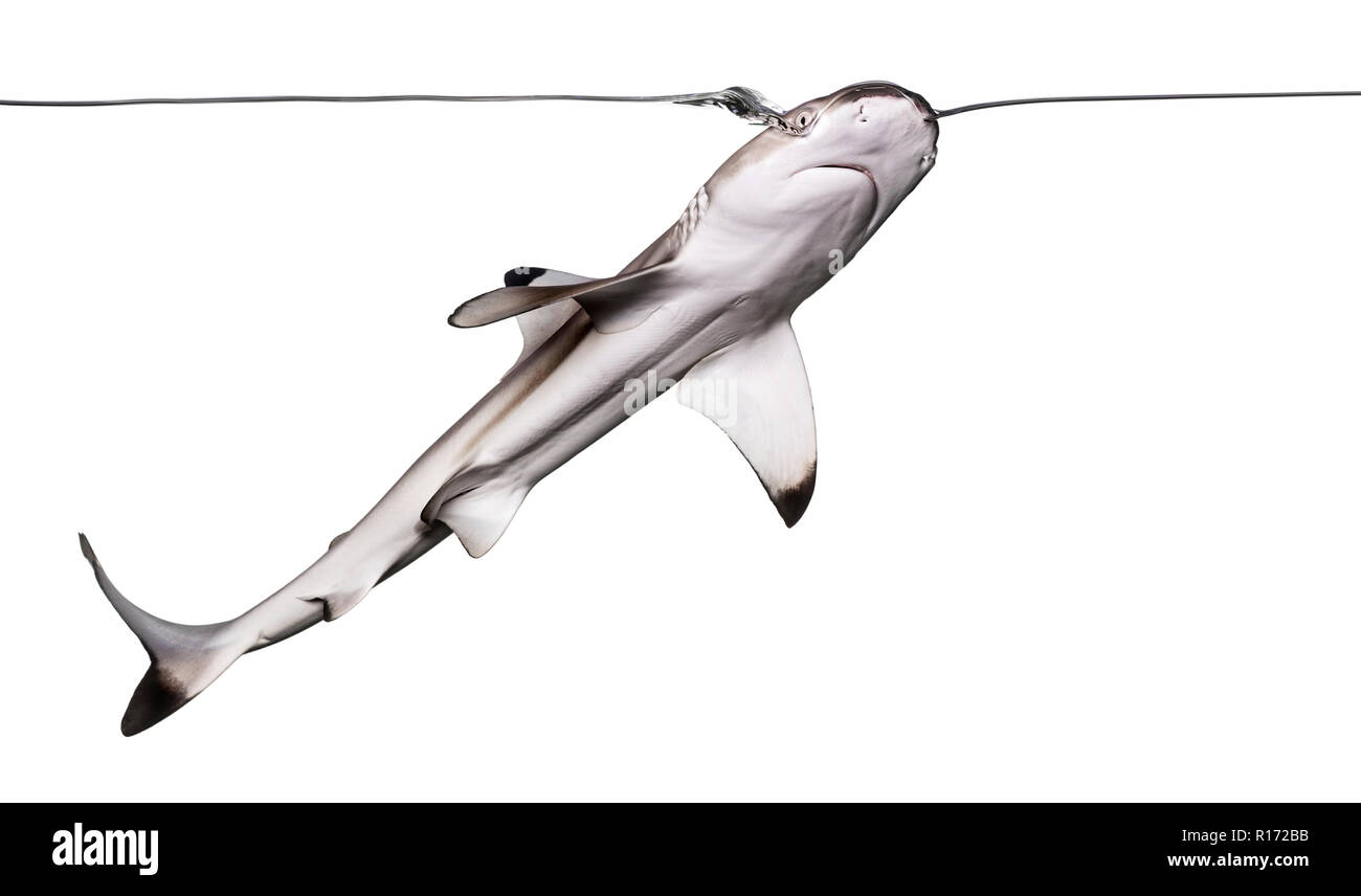 Schwarzspitzen Riffhai Schwimmen an die Oberfläche, von unten gesehen, Carcharhinus melanopterus, isoliert auf weißem Stockfoto