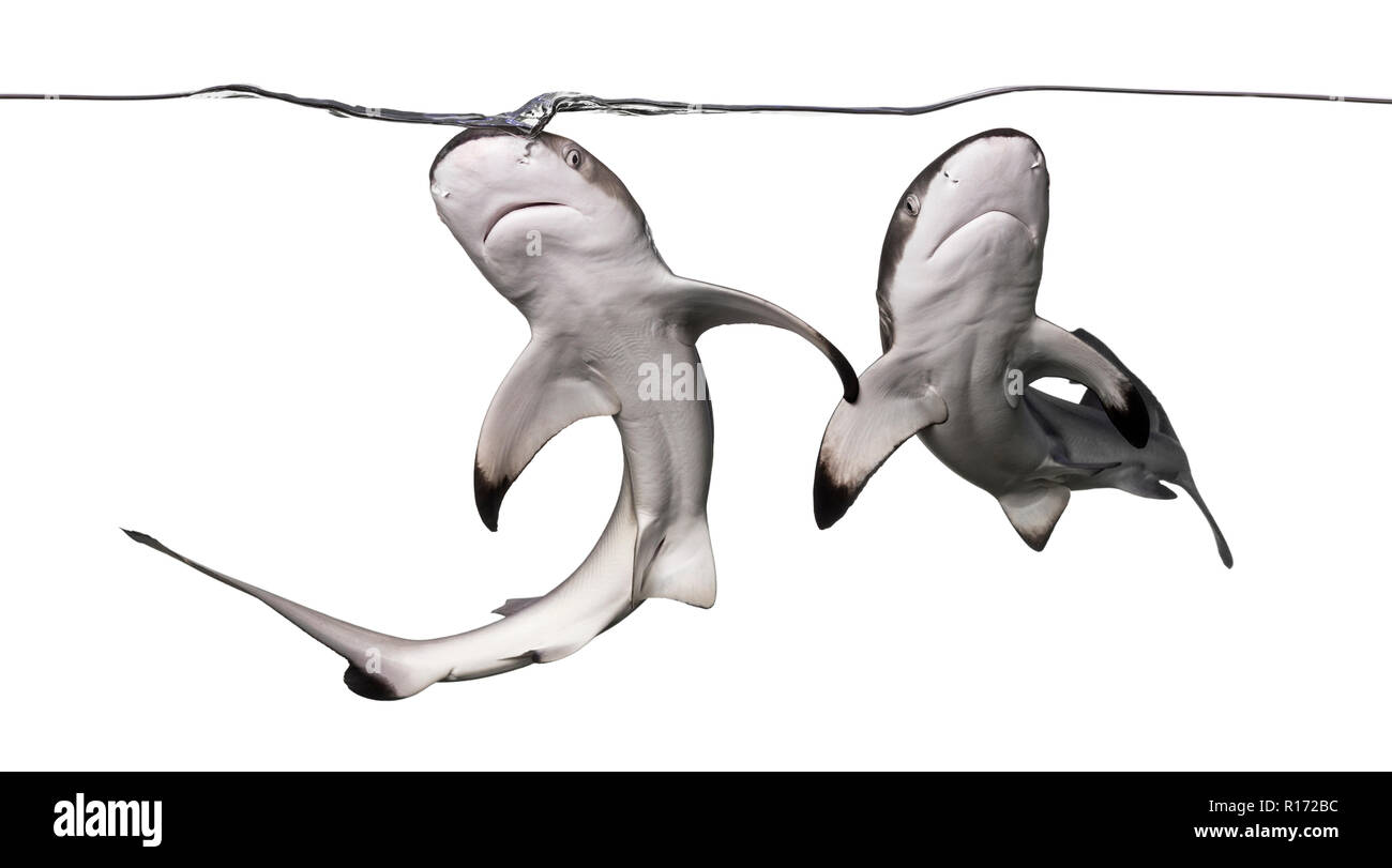 Zwei Schwarzspitzen Riffhaie Schwimmen an die Oberfläche, von unten gesehen, Carcharhinus melanopterus, isoliert auf weißem Stockfoto
