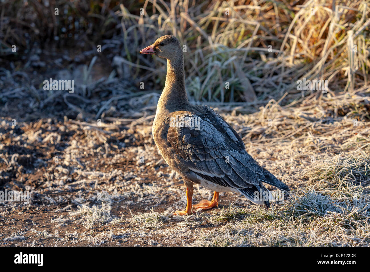 Bean goose Anser fabalis, Polen, Europa Stockfoto