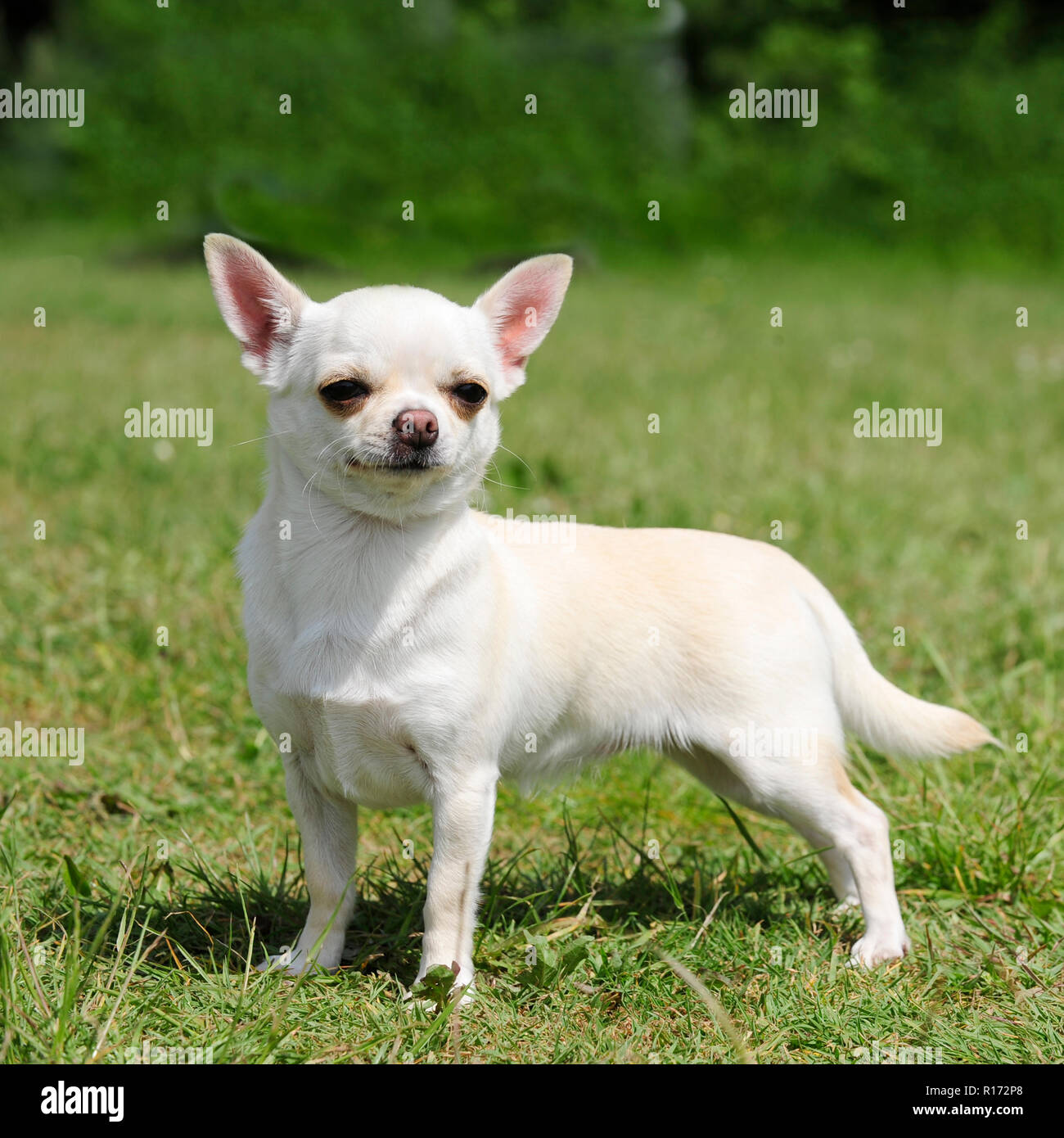 Chihuahua smoothcoated Stockfoto