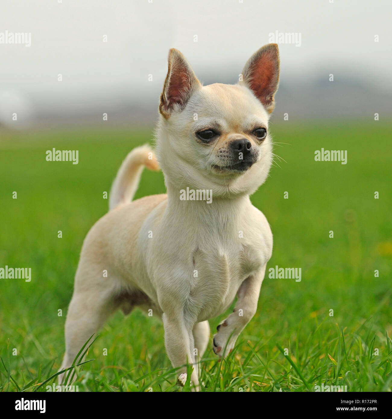 Chihuahua smoothcoated Stockfoto