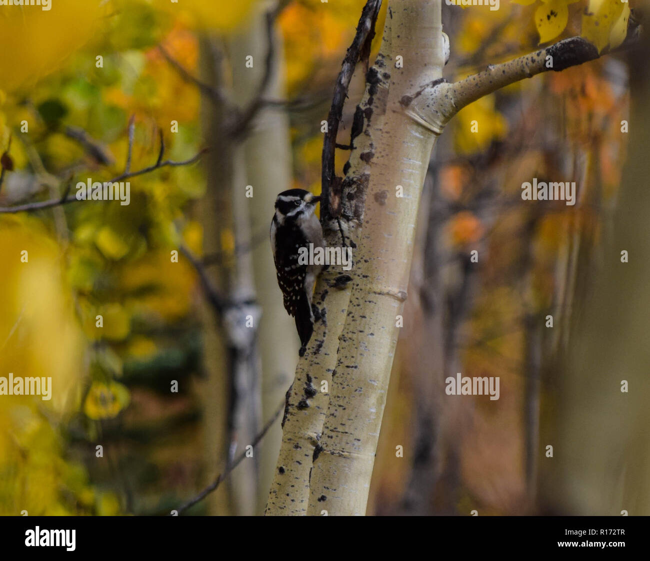 Verlorene Laufwerk Stockfoto
