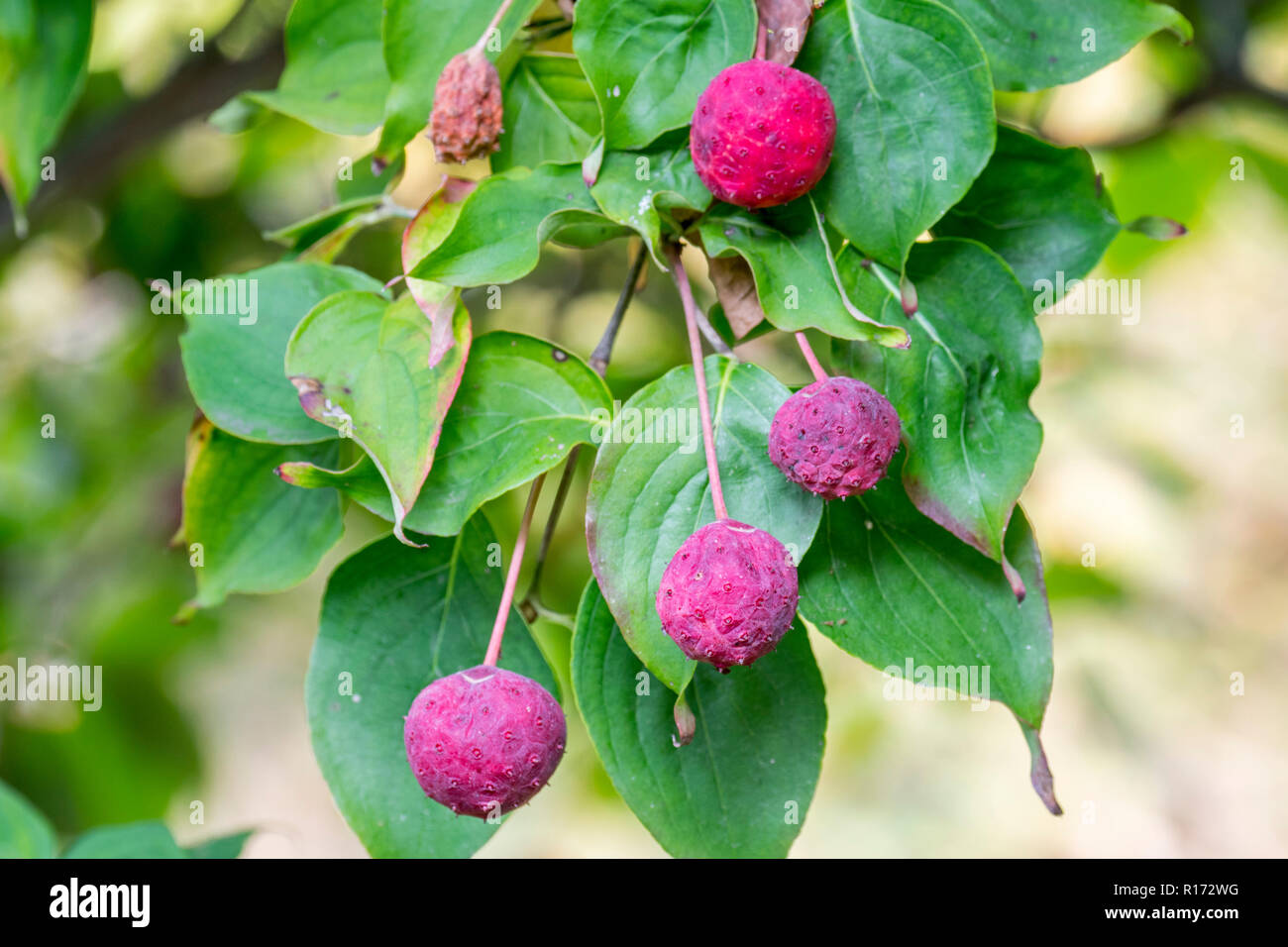 Chinesischer Hartriegel/Koreanisch/Japanisch Hartriegel hartriegel Sorte Cornus kousa hance Claudia, in der Nähe von Laub und rosa Obst/Beeren im Herbst Stockfoto