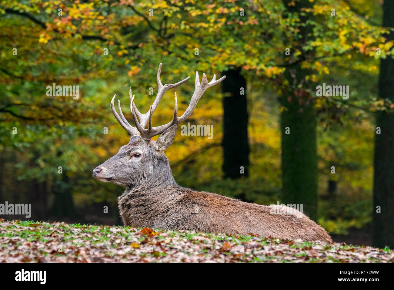 Jag Deer Stockfotos und bilder Kaufen Alamy