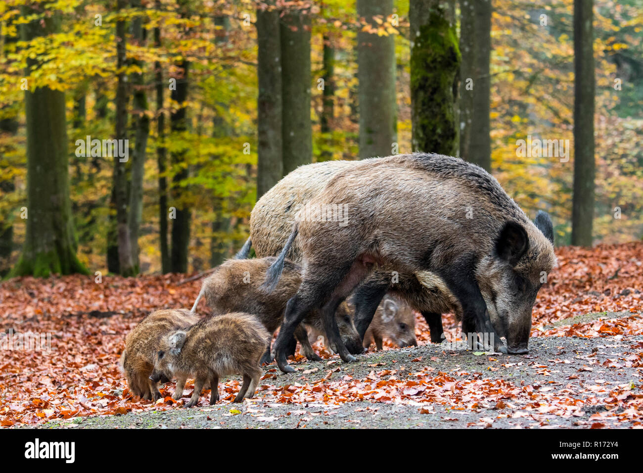 Wildschwein (Sus scrofa) Sauen mit Ferkeln Nahrungssuche im Herbst Wald durch das Graben mit der Schnauze in Blattsänfte auf der Suche nach Buche Muttern in den Ardennen Stockfoto