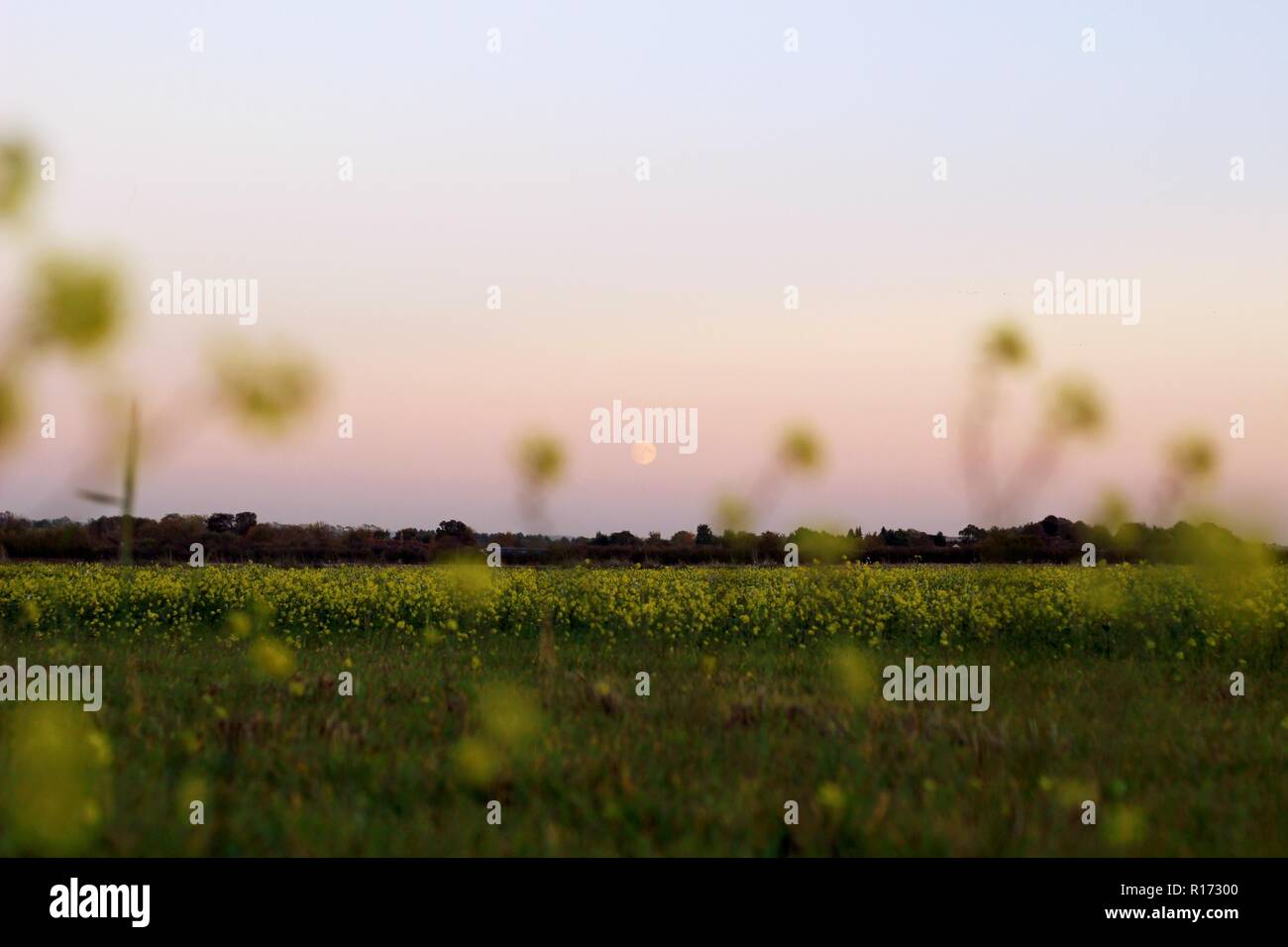 Landschaft des aufgehenden Mondes am Abendhimmel, Blick durch gelbe Rapsblumen in einem Feld Stockfoto